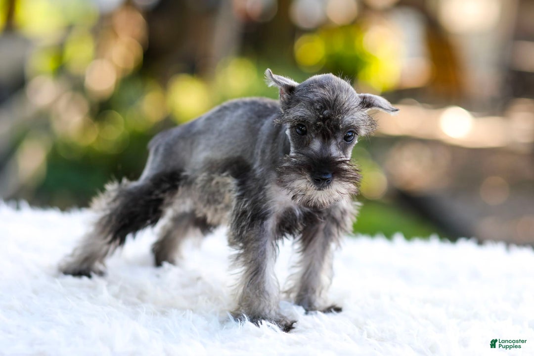 Miniature Schnauzer dogs for sale: Bella - Image 9