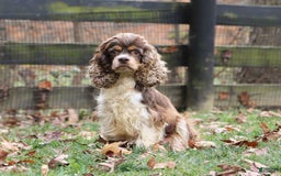 Cockapoo dogs for sale: Lila - Image 14