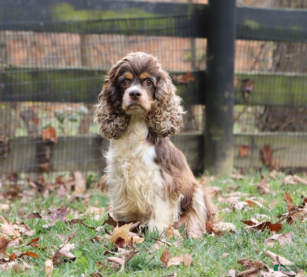 Cockapoo dogs for sale: Lila - Image 14