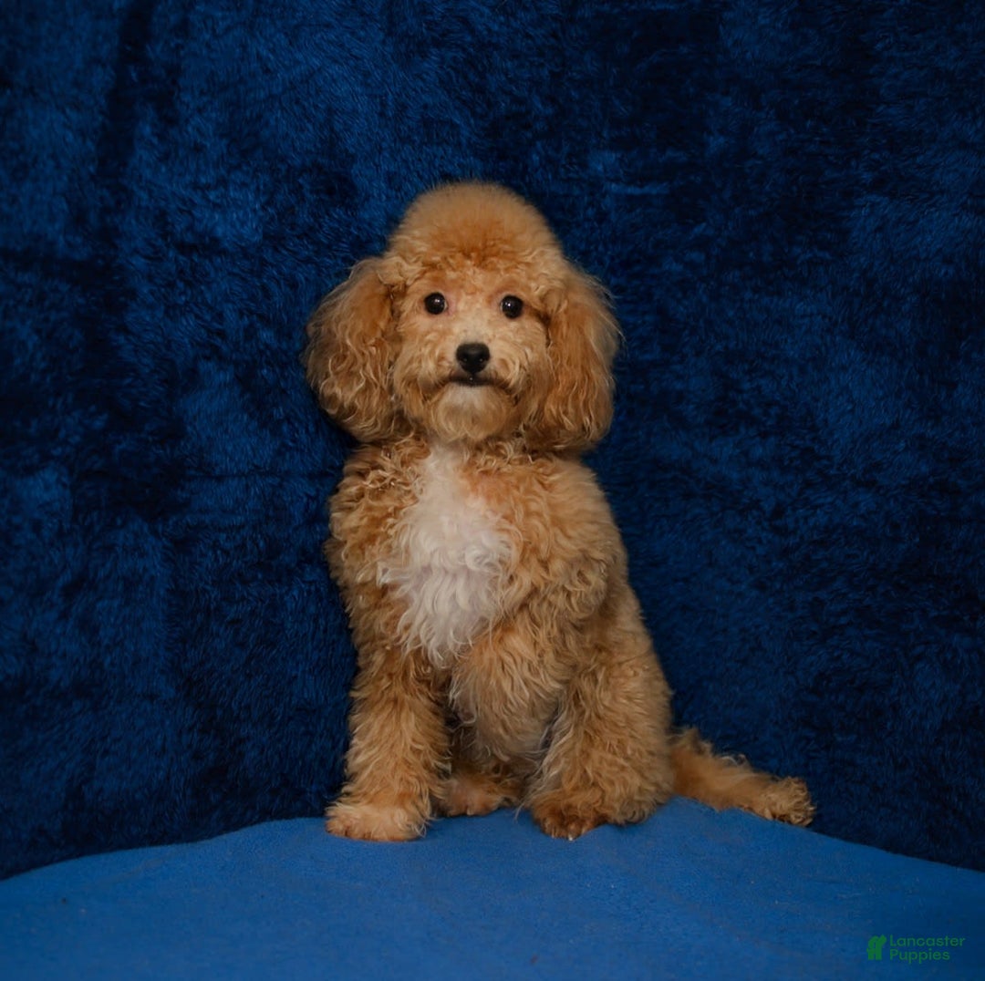 Cavapoo dogs for sale: Izaiah - Image 14