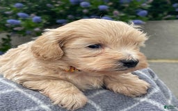 Maltipoo dogs for sale: Kayla - Image 3
