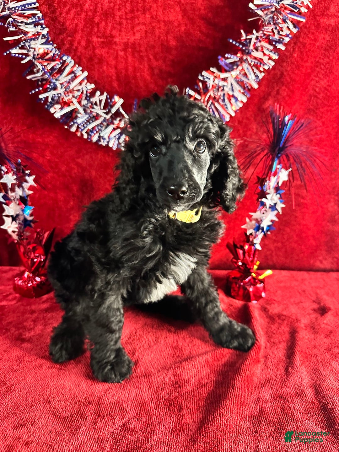Standard Poodle dogs for sale: Fern - Image 6