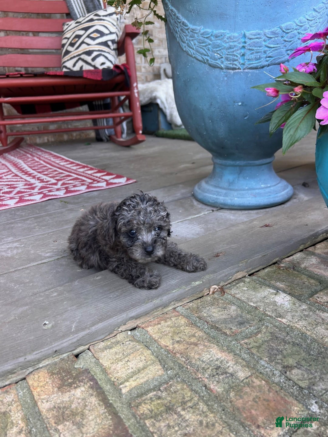 Cavapoo dogs for sale: Riley - Image 7
