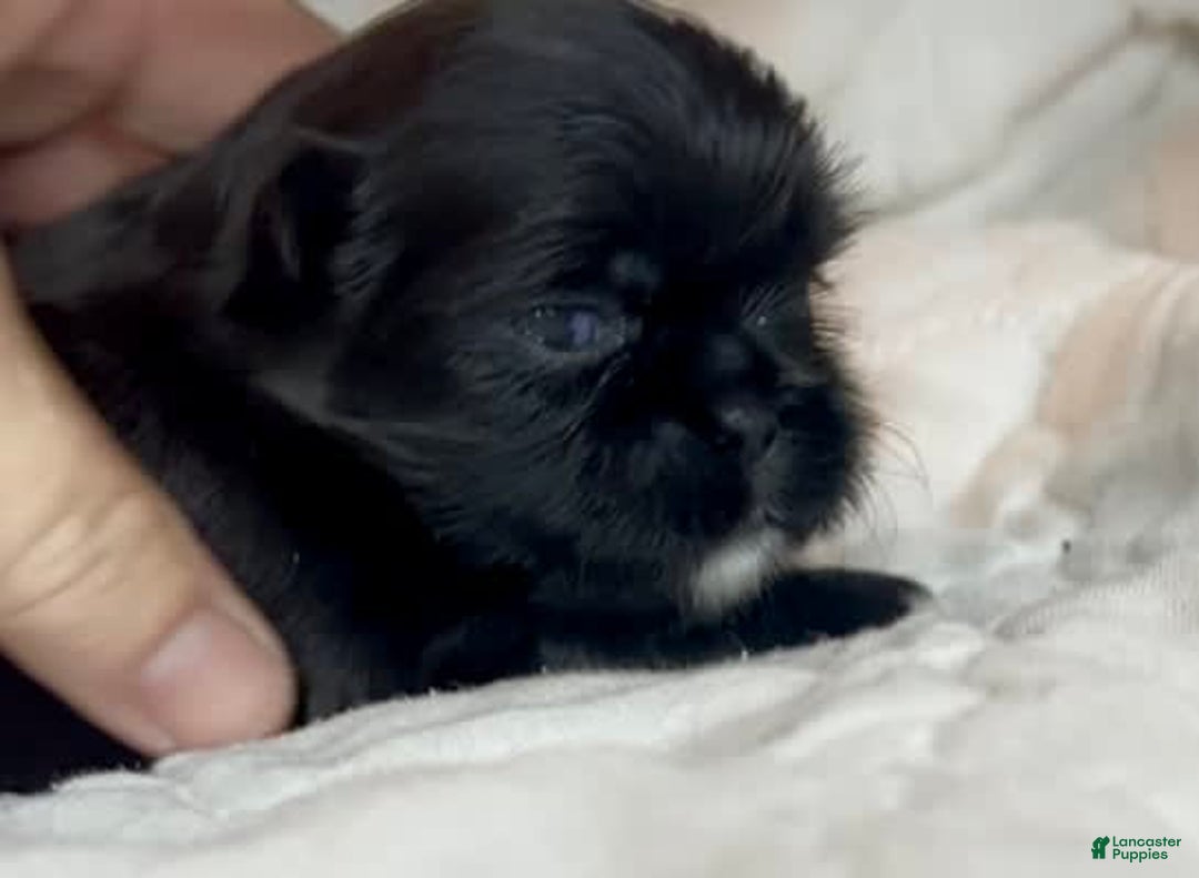 Shih Tzu dogs for sale: Beauty-mini - Image 4