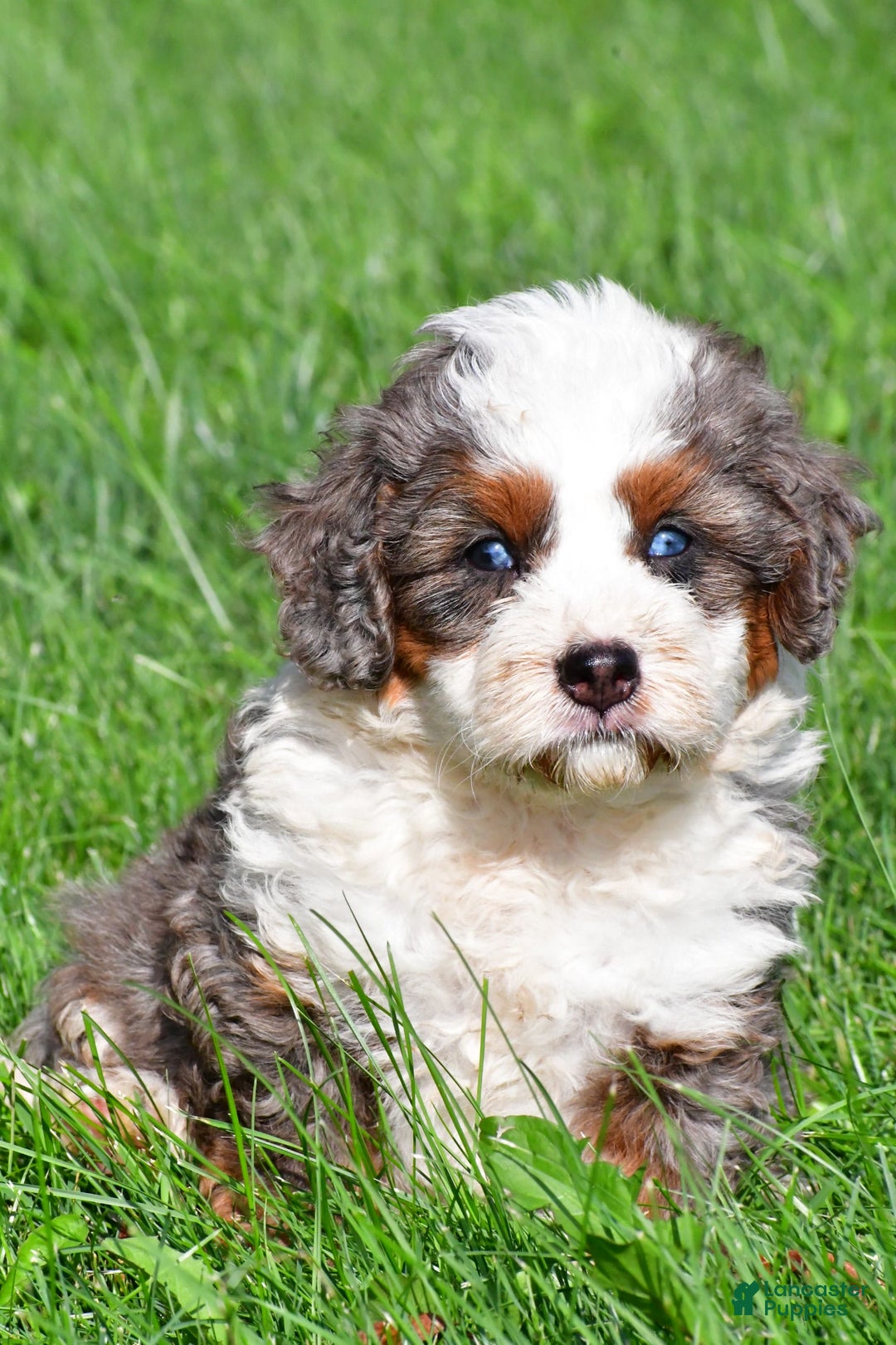 Mini Bernedoodle dogs for sale: Cassidy - Image 8
