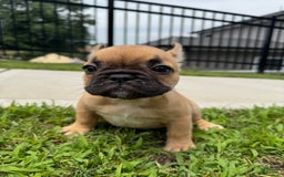 French Bulldog dogs for sale: Rosie - Image 3