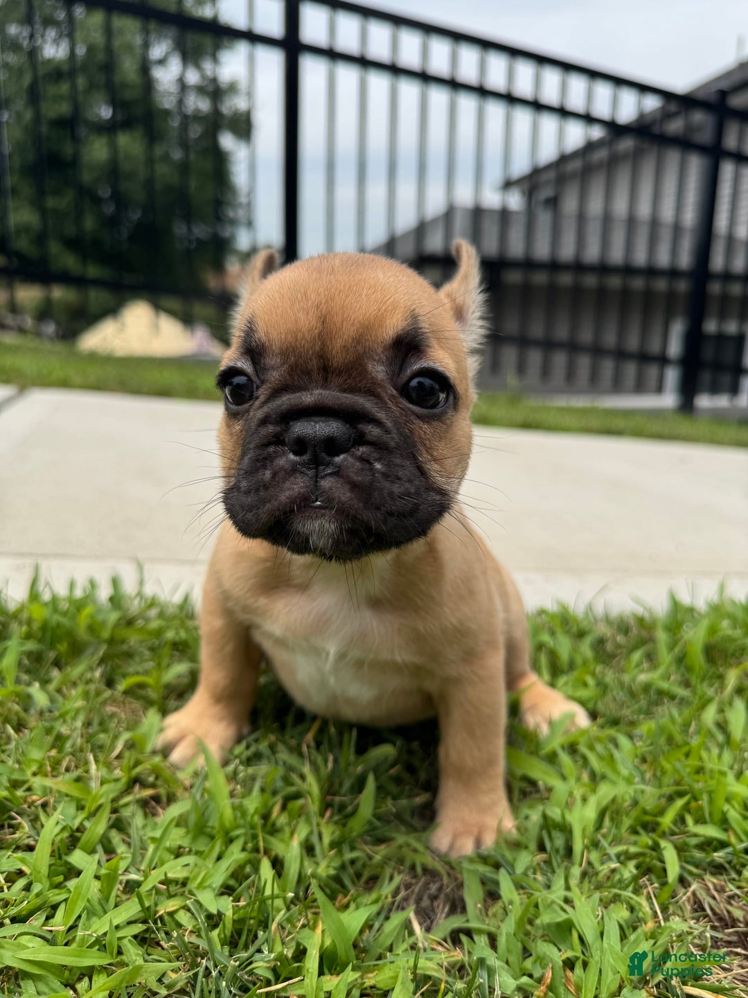 French Bulldog dogs for sale: Rosie - Image 3