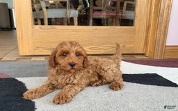 Cockapoo dogs for sale: Ray - Image 4
