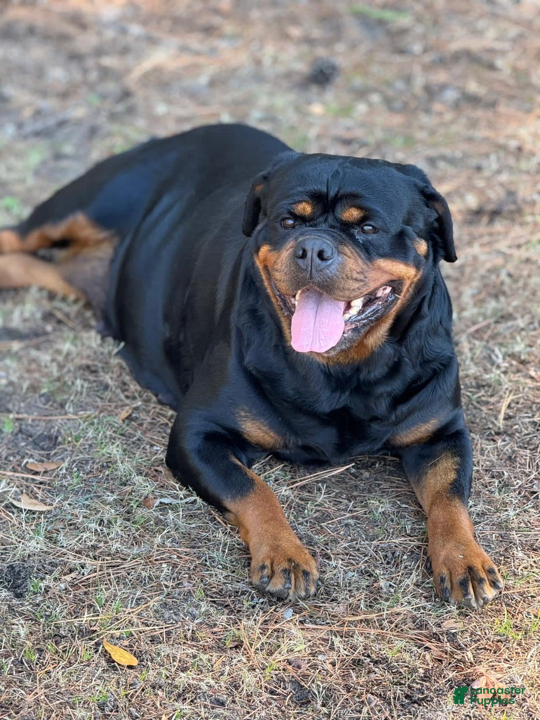 Rottweiler dogs for sale: Hope - Image 7