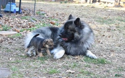 Keeshond dogs for sale: Winnie - Image 10