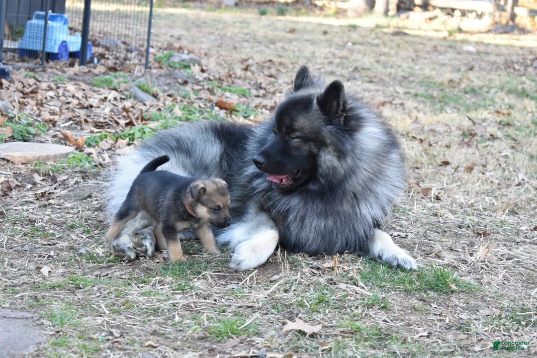 Keeshond dogs for sale: Winnie - Image 10