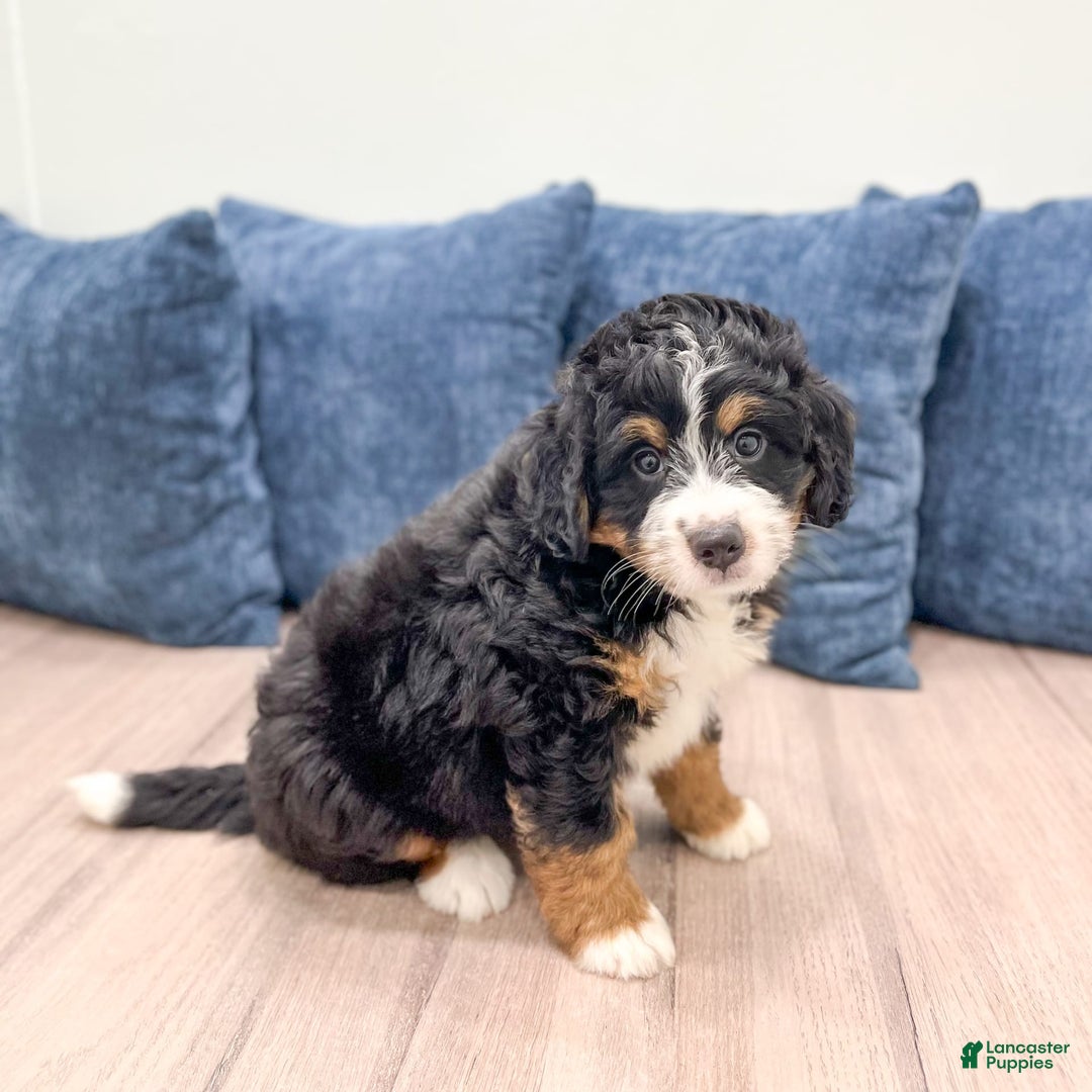 Mini Bernedoodle dogs for sale: Grace - Image 7