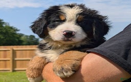 Bernese Mountain Dog dogs for sale: Winston - Image 3