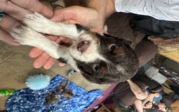 English Springer Spaniel dogs for sale: Male 2 - Image 9