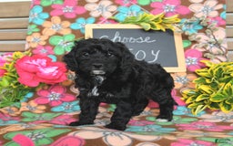 Miniature Poodle dogs for sale: Ophelia - Image 22