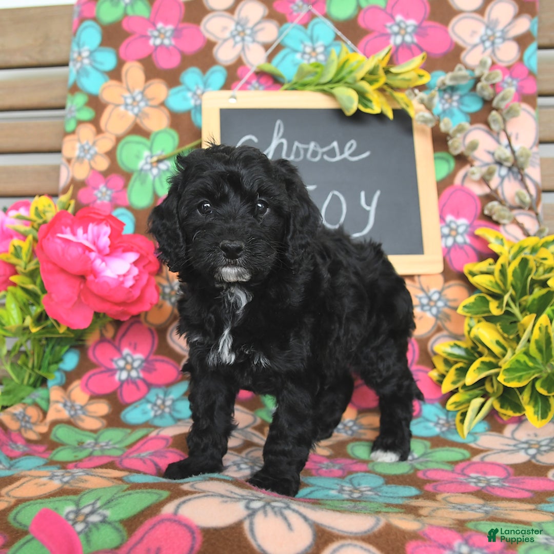 Miniature Poodle dogs for sale: Ophelia - Image 22