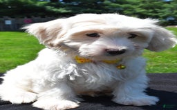 Maltipoo dogs for sale: Koa - Image 5