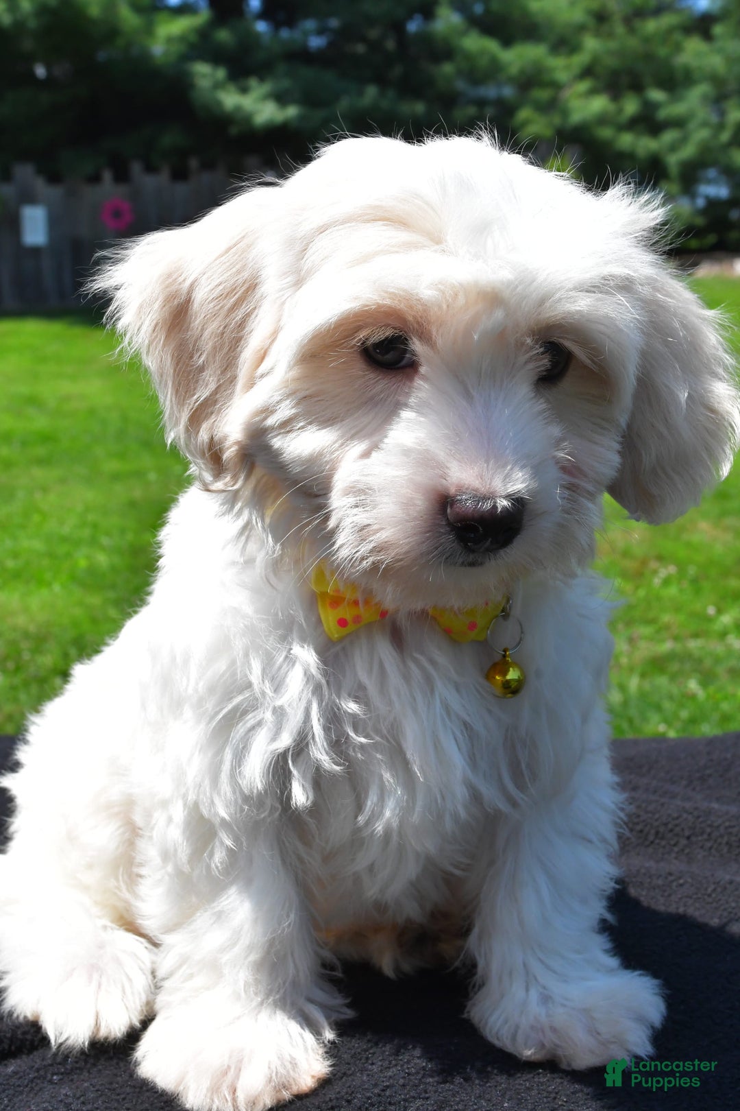 Maltipoo dogs for sale: Koa - Image 5