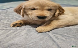 Golden Retriever dogs for sale: Bella - Image 5