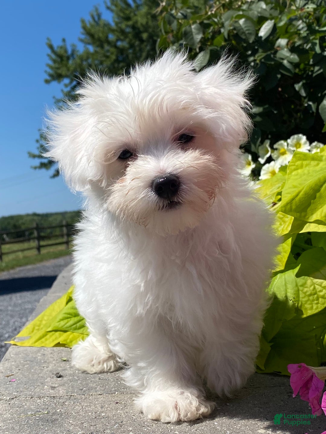 Coton De Tulear dogs for sale: Cookie - Image 1
