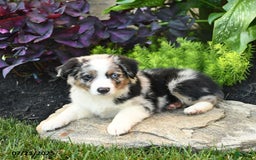 Miniature Australian Shepherd dogs for sale: Hank - Image 10