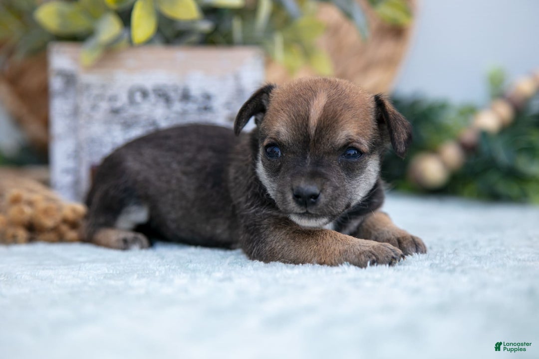 Chihuahua dogs for sale: Nikki - Image 1