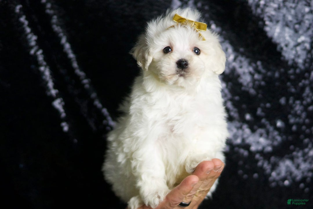 Maltipoo dogs for sale: Avalanche - Image 6