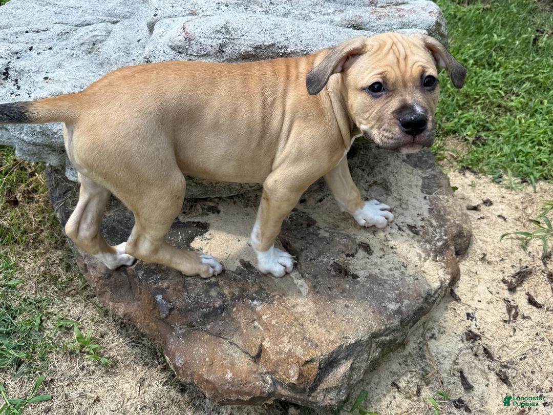 American Pit Bull Terrier dogs for sale: Pincess - Image 7