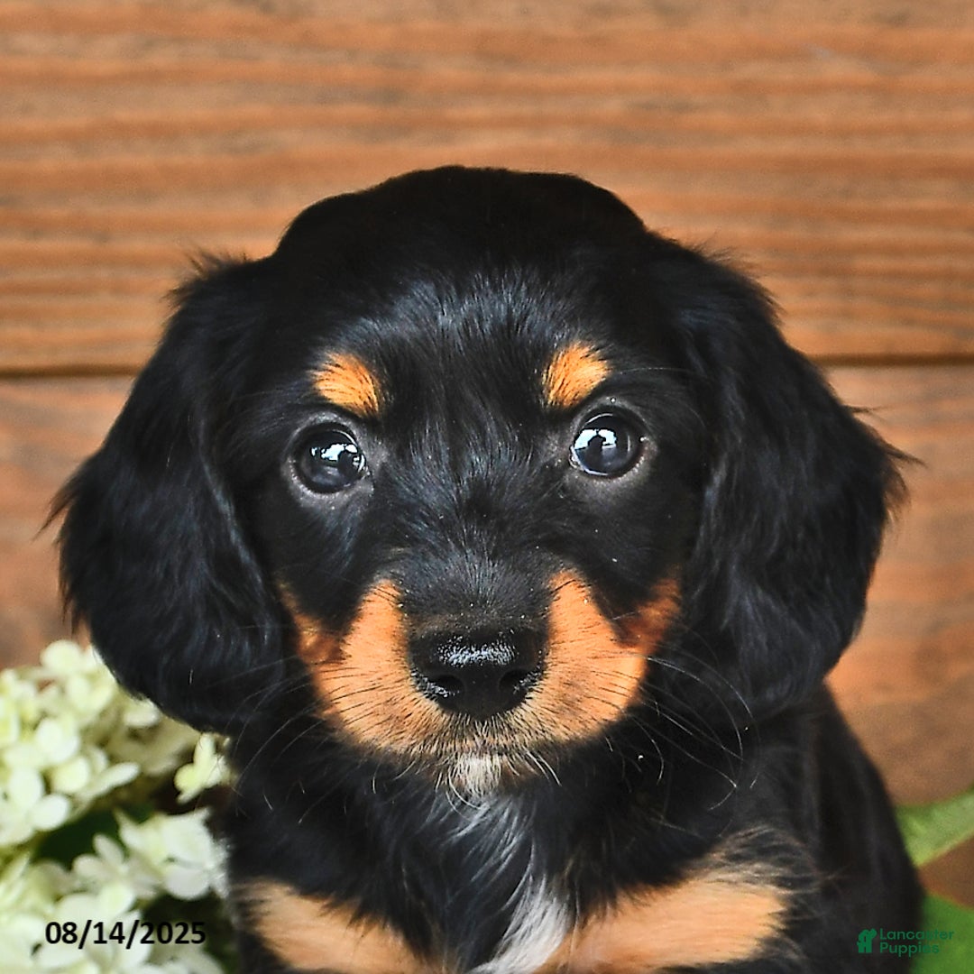 Miniature Dachshund dogs for sale: Dustin - Image 5