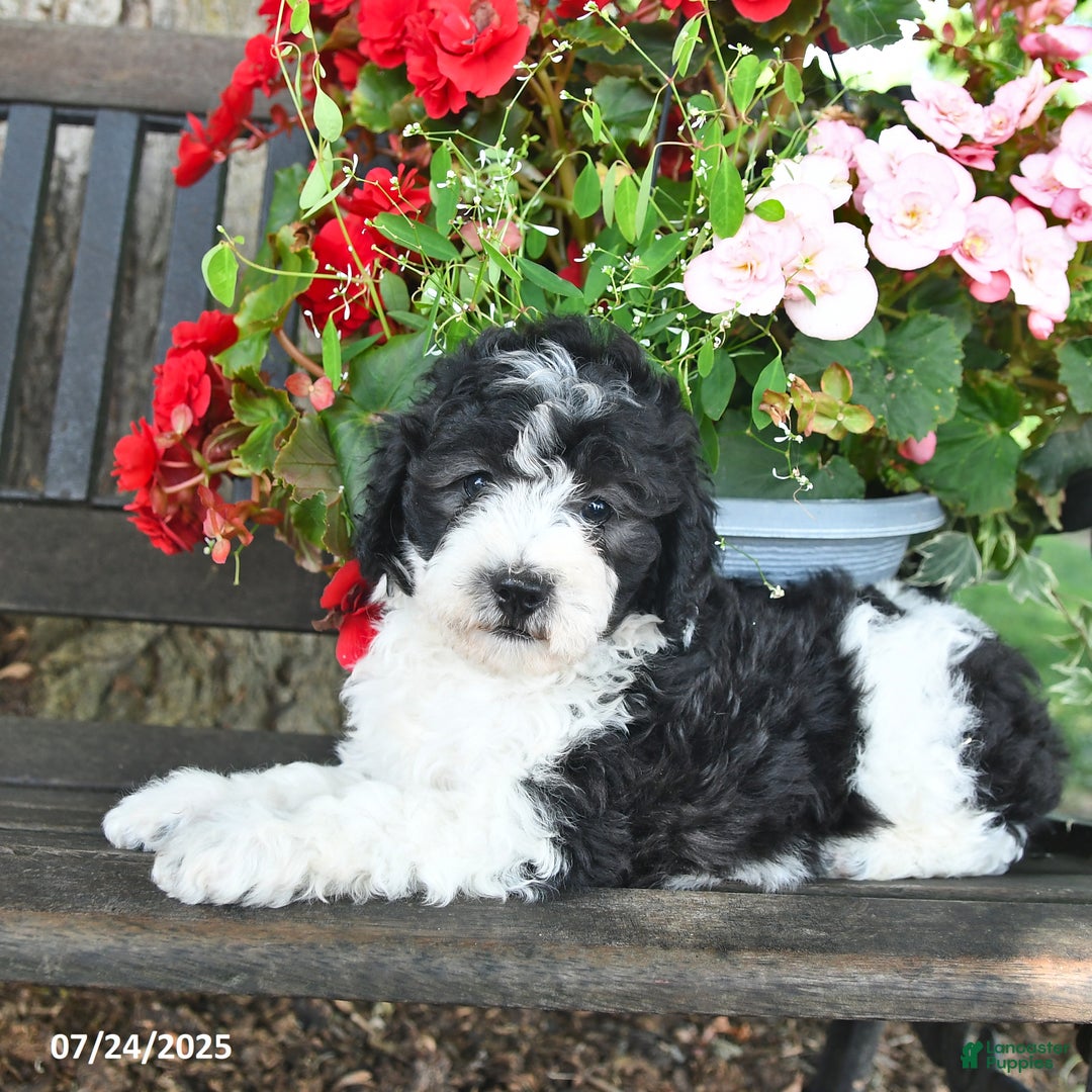 Mini Aussiedoodle dogs for sale: Alexia - Image 5