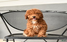 Mini Goldendoodle dogs for sale: Lilly - Image 15
