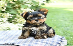 Yorkshire Terrier dogs for sale: Rover - Image 3