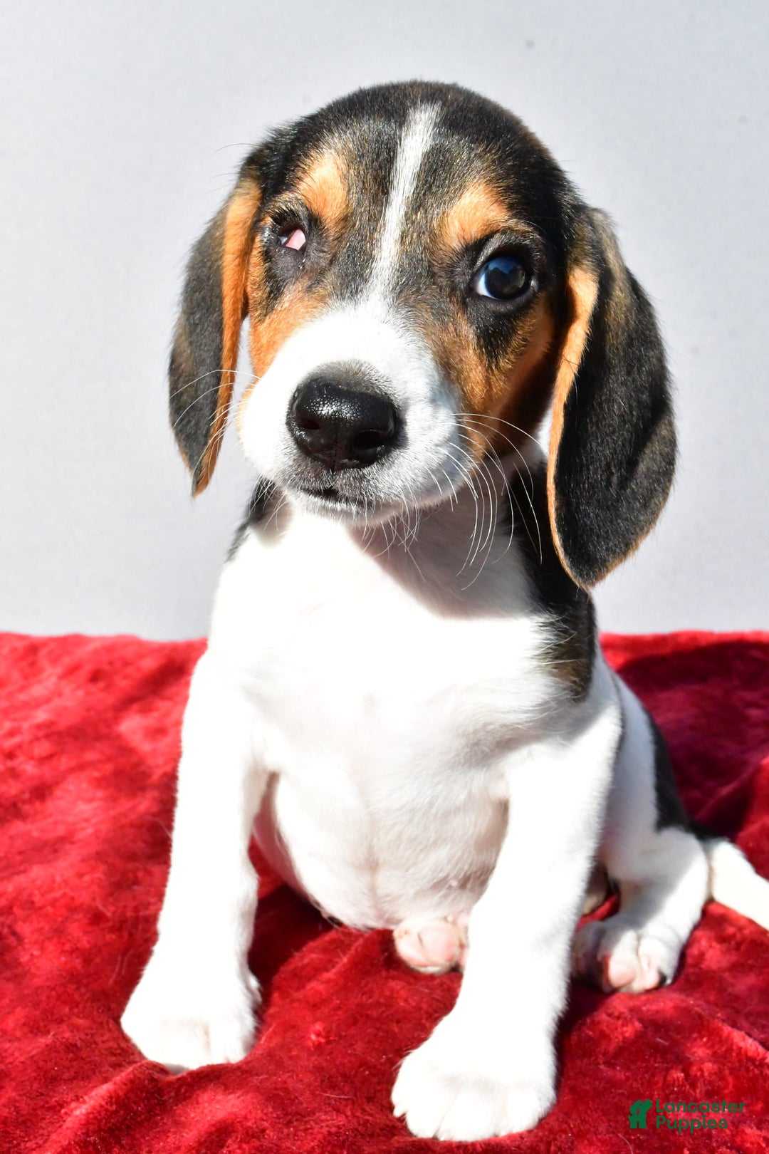 Beagle dogs for sale: Sammy - Image 1