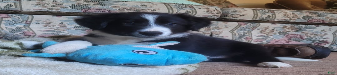 Buddy