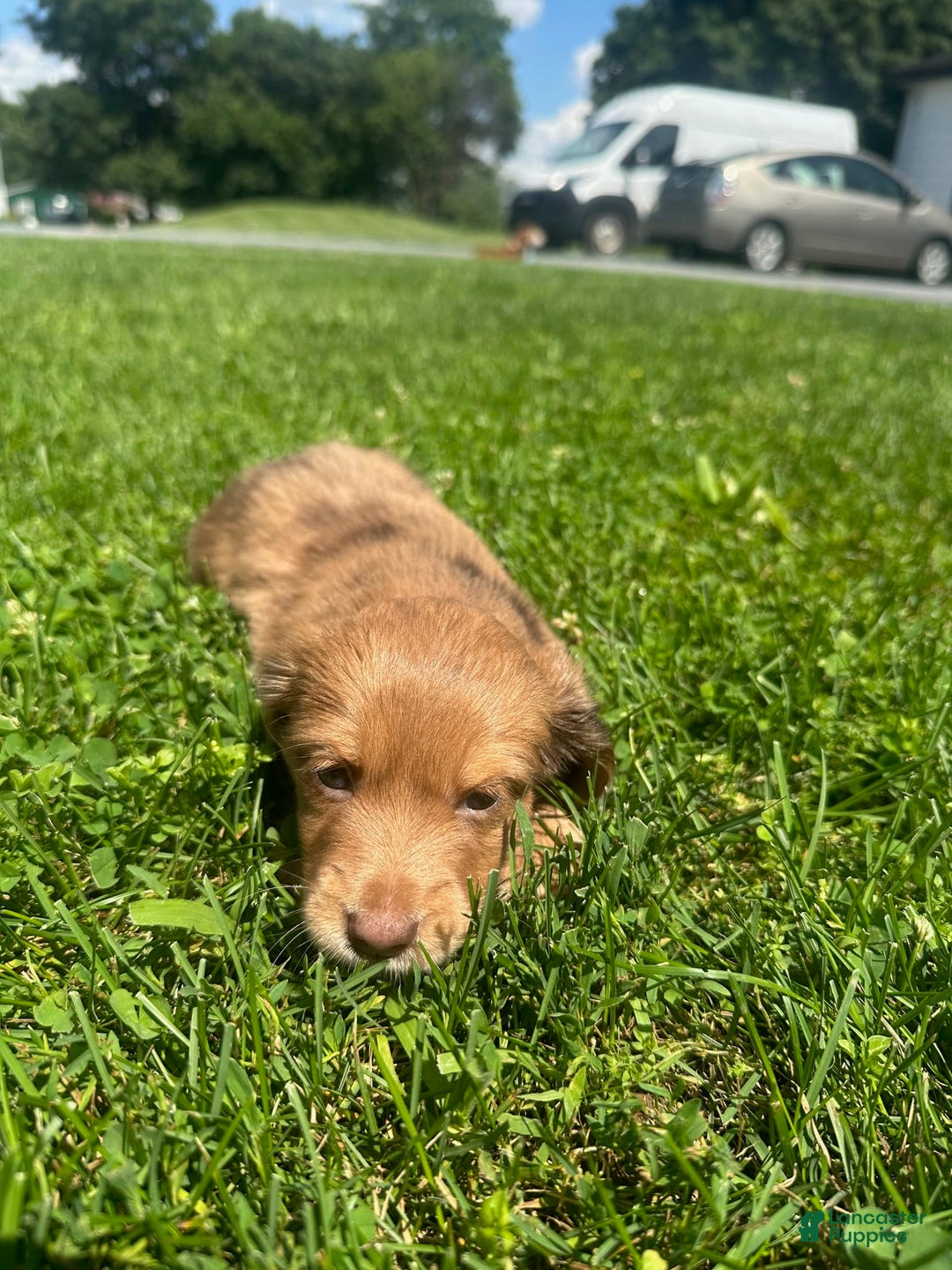 Miniature Dachshund dogs for sale: Fluff - Image 2