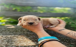 Golden Retriever dogs for sale: Oak - Image 10