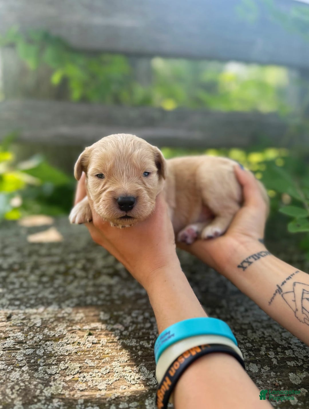 Golden Retriever dogs for sale: Oak - Image 10