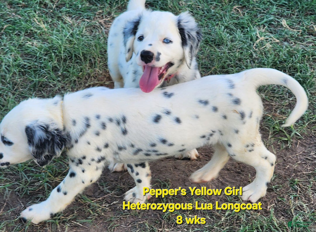 Dalmatian dogs for sale: Peppers Yellow Girl - Image 19