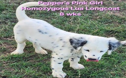 Dalmatian dogs for sale: Peppers Pink Girl - Image 13