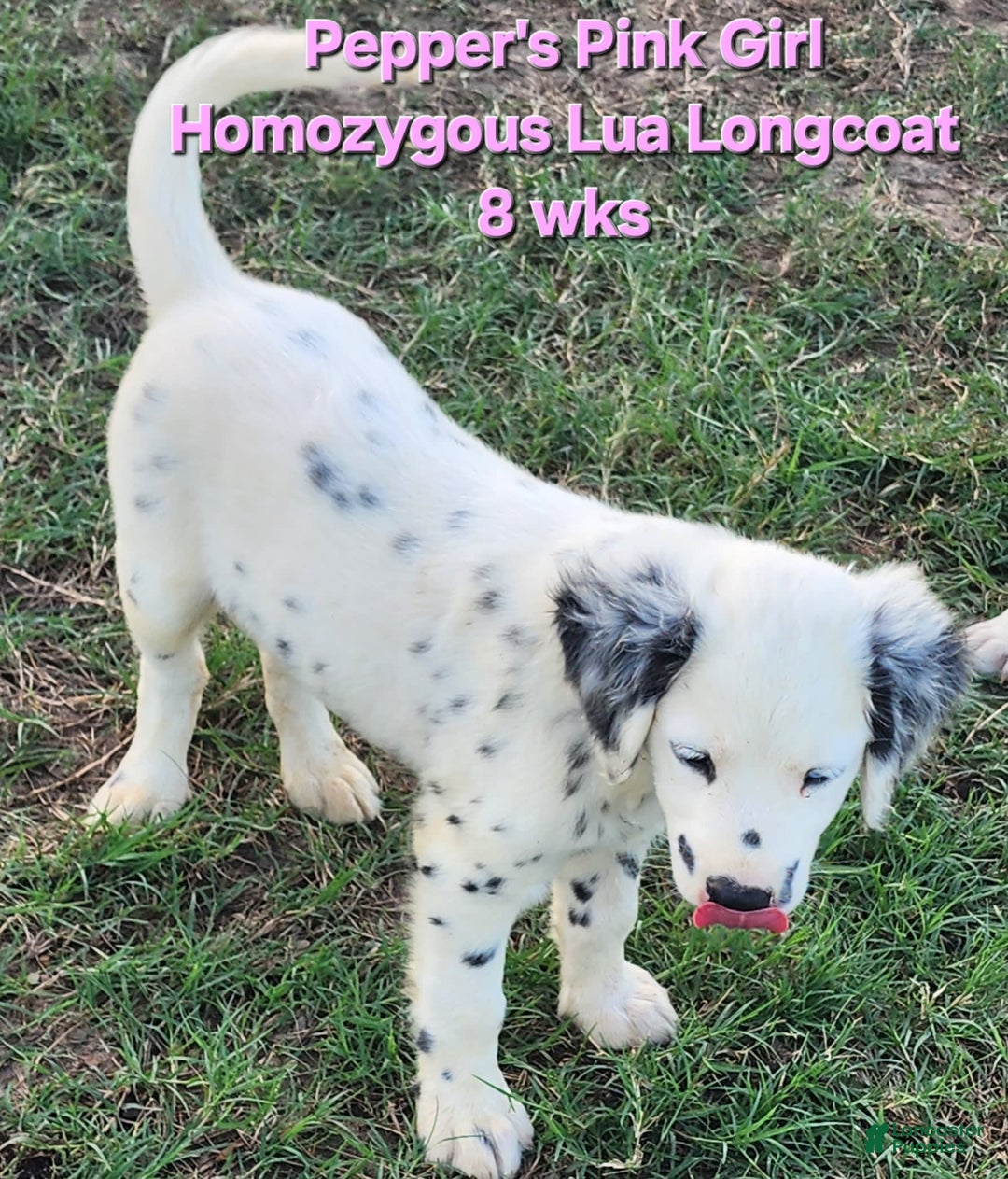 Dalmatian dogs for sale: Peppers Pink Girl - Image 13