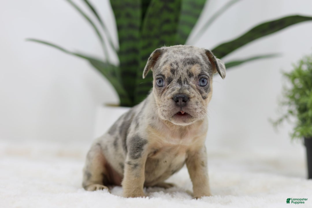 French Bulldog dogs for sale: French Bulldog 5 puppies - Image 22