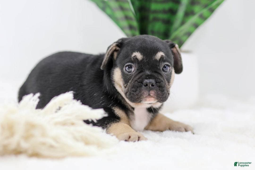 French Bulldog dogs for sale: Huck - Image 8