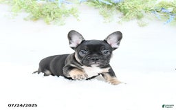 French Bulldog dogs for sale: Tammie - Image 2