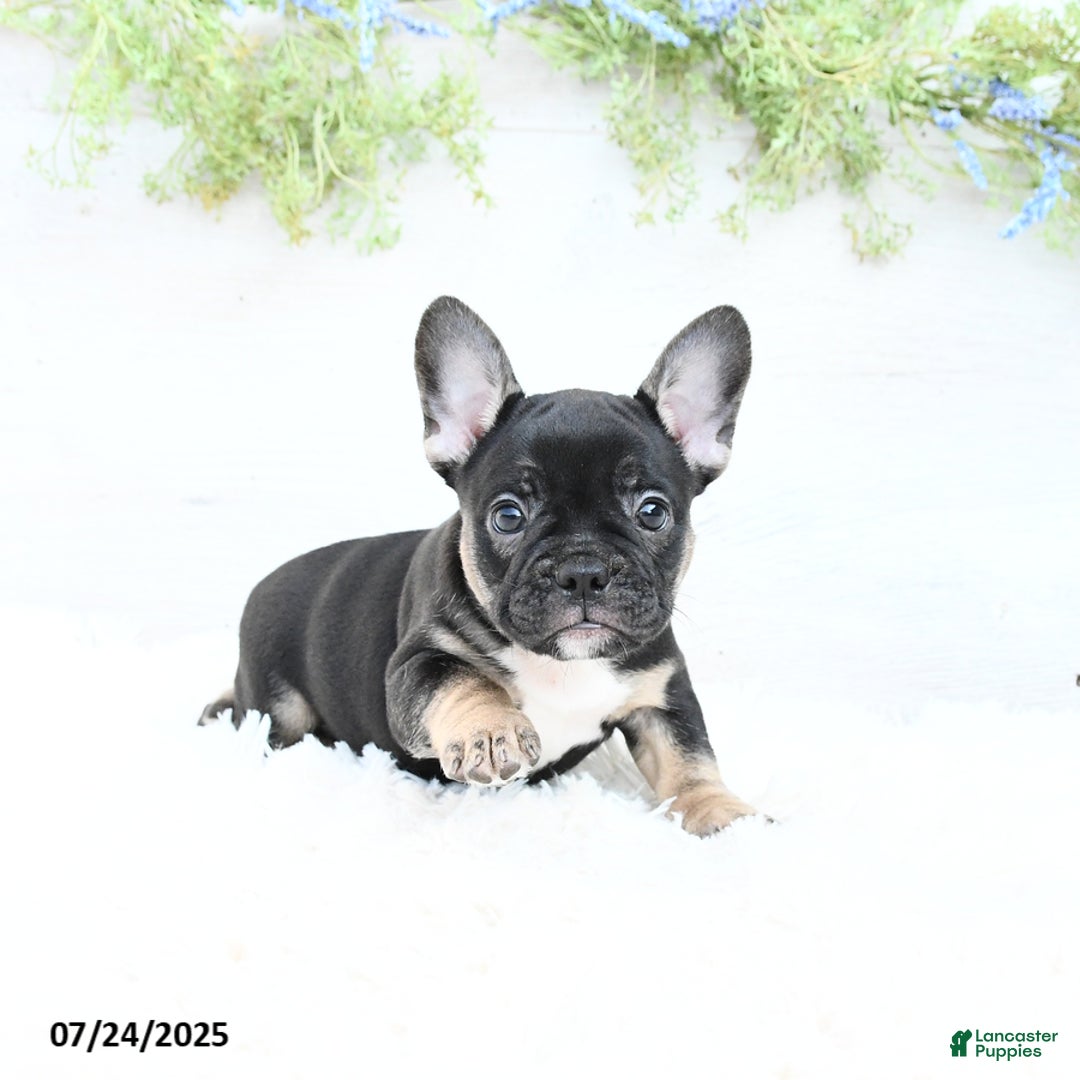 French Bulldog dogs for sale: Tammie - Image 2