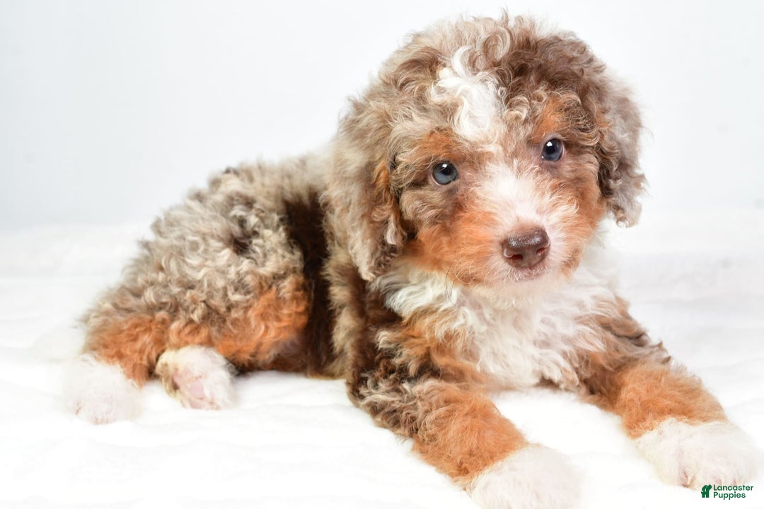 Mini Bernedoodle dogs for sale: Wally - Image 4