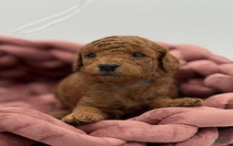 Toy Poodle dogs for sale: Ace - Image 3