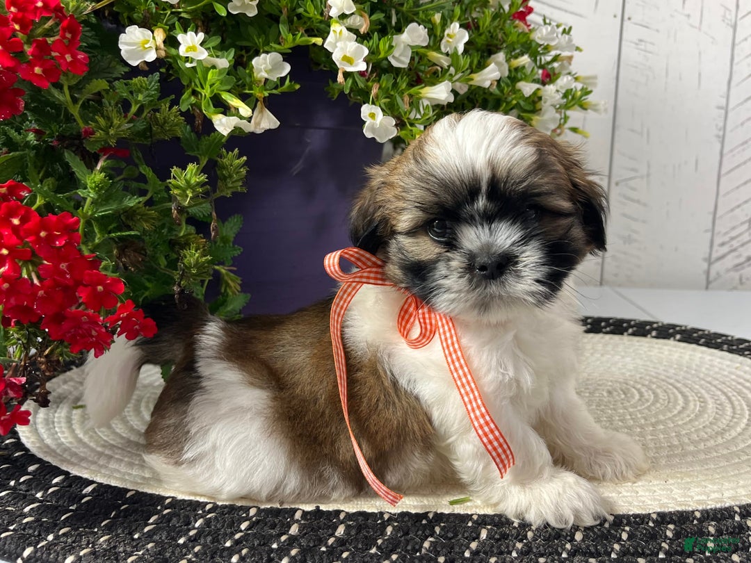 Shih Tzu dogs for sale: Cody - Image 2