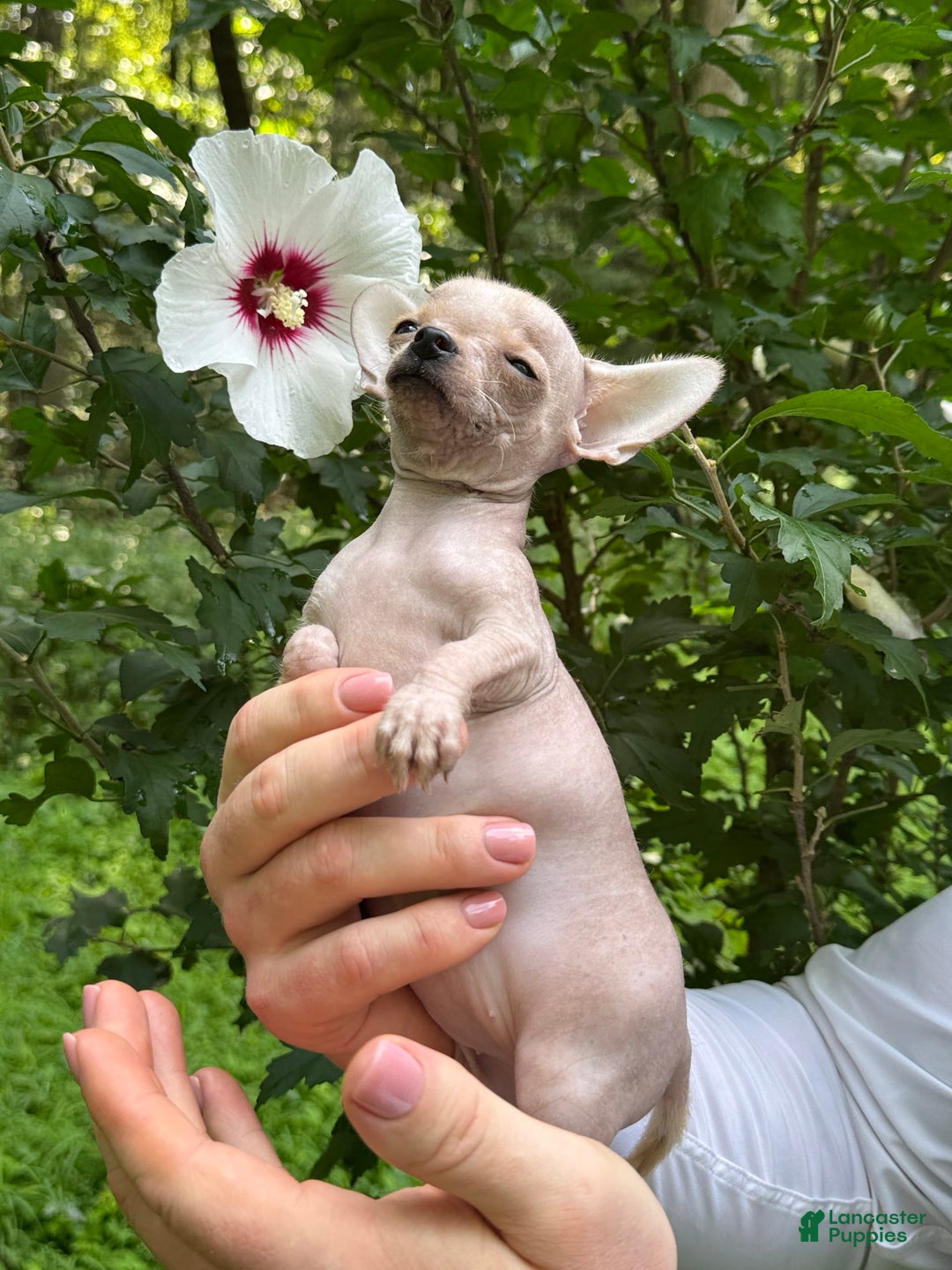 Chihuahua dogs for sale: Carinia - Image 17