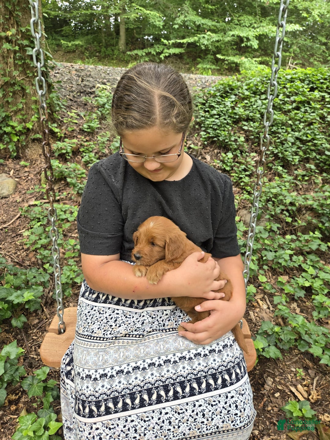 Goldendoodle dogs for sale: Raine - Image 4
