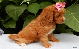Cavapoo dogs for sale: Penny - Image 5